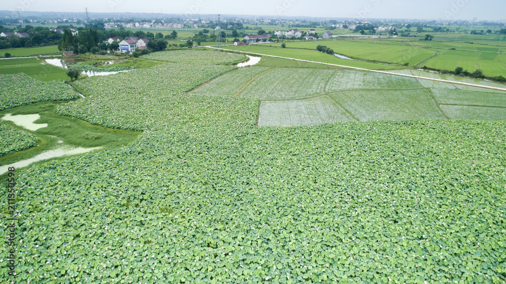 Flower lotus