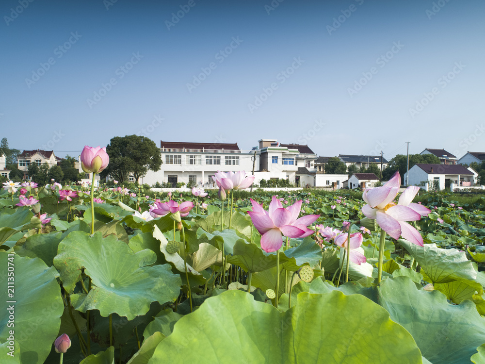 Flower lotus