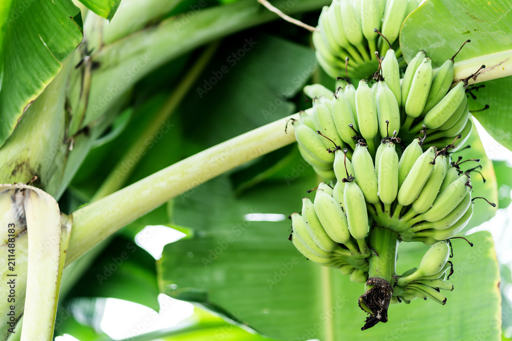 banana tree with bunch of green banana