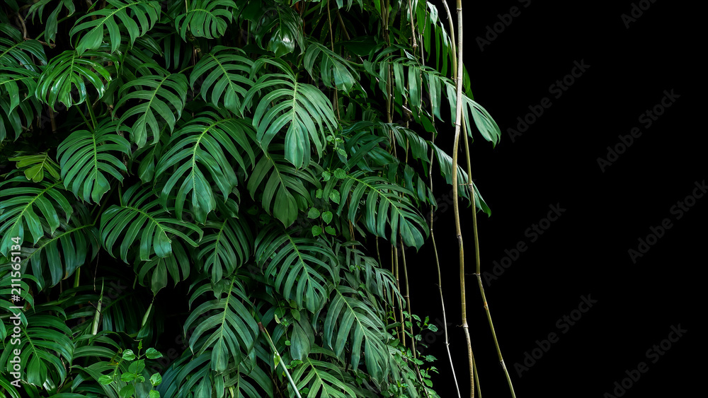 生长在丛林上的野生攀援中的本地Monstera（Epiprenum羽状）藤本植物的绿叶