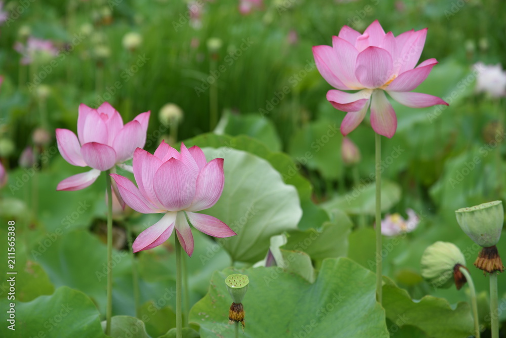 Lotus Flower