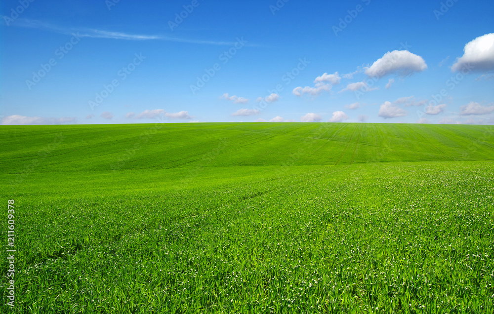 Green grass field