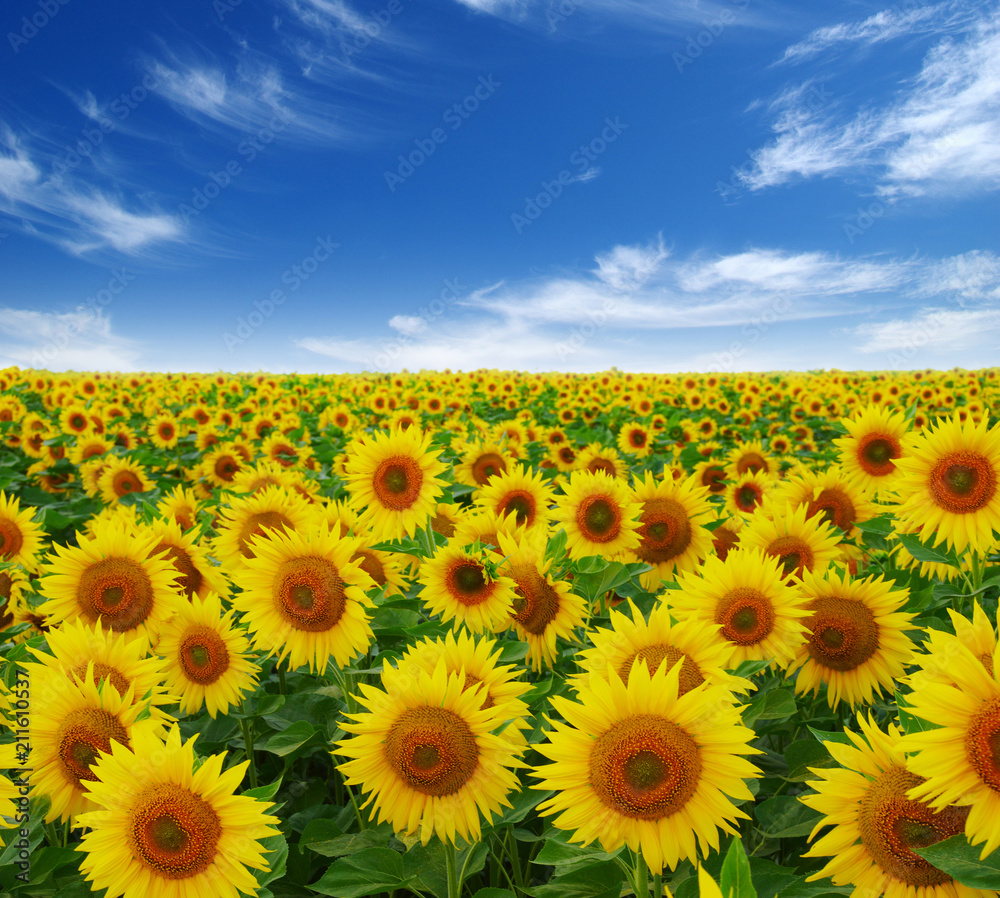 field of blooming sunflowers