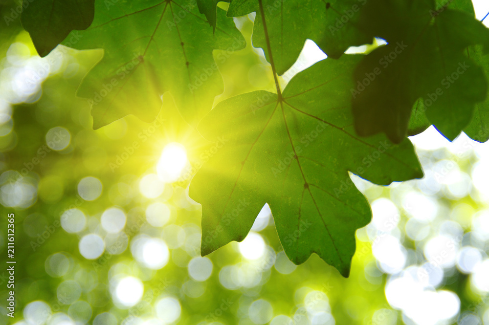 Green leaves and sun