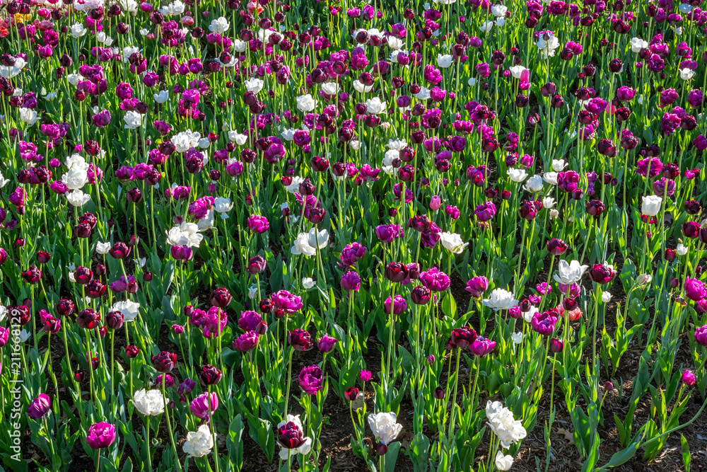 加拿大渥太华郁金香节