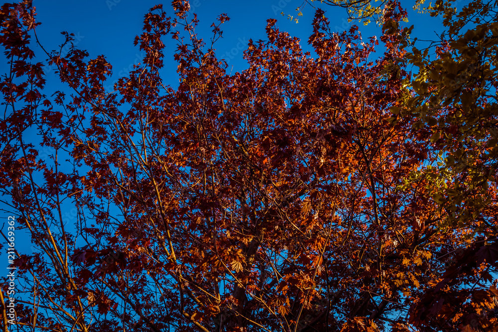 Tree with red leafs