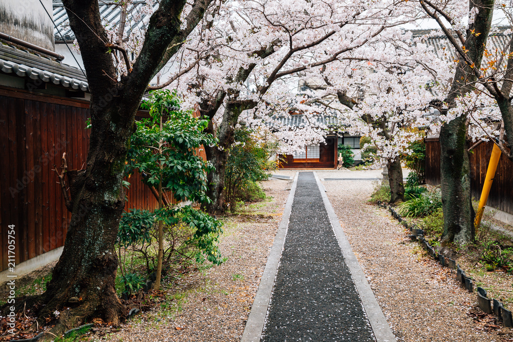 日本奈良传统古镇今一町樱花盛开的古寺