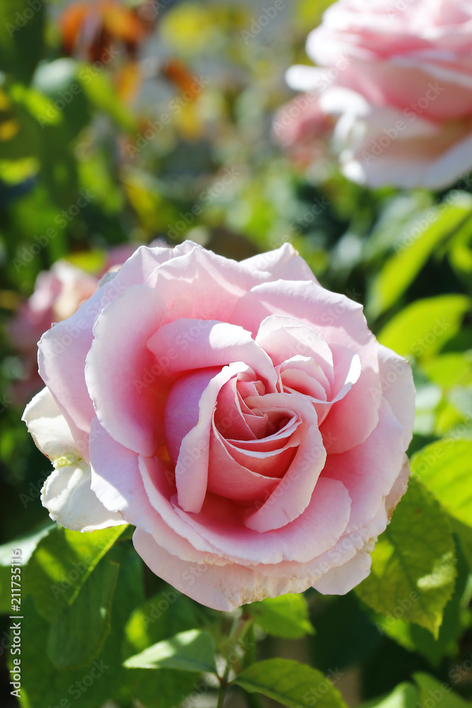 pink roses in garden