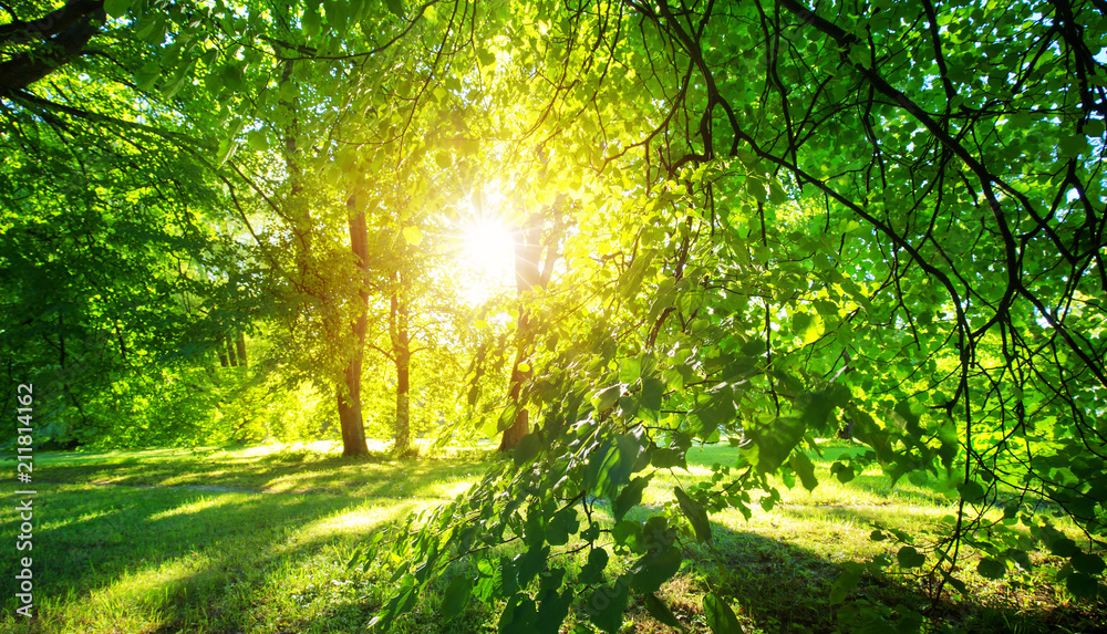 old oak tree foliage in morning light with sunlight