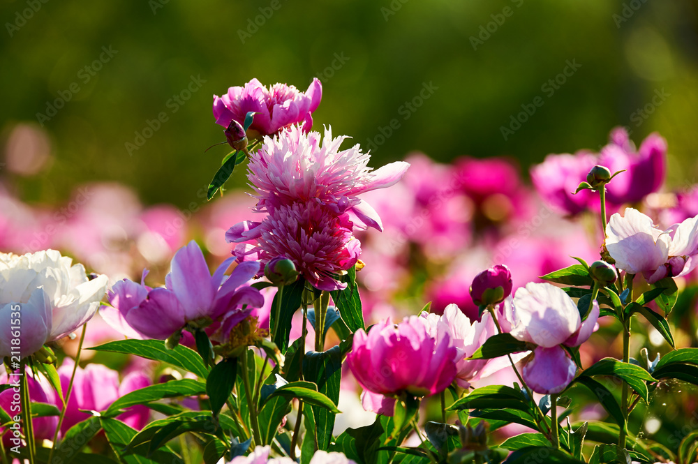 The chinese herbaceous peony flowers in blossom.