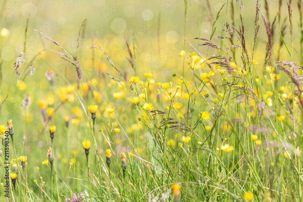 Löwenzahn - Blumenwiese