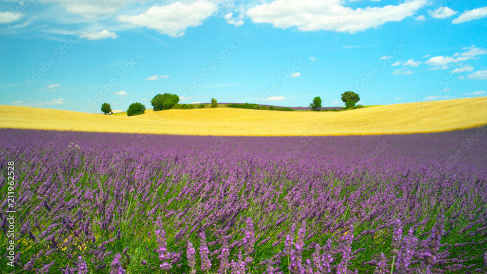 Beautiful French landscape with golden wheat field and blooming lavender