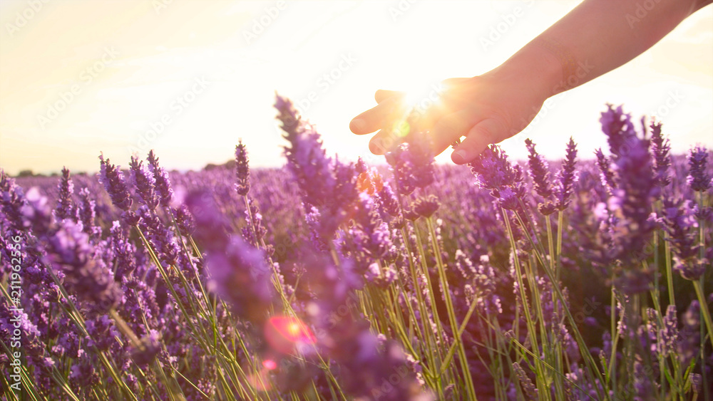 CLOSE UP: Hand touching purple flowers in beautiful lavender field