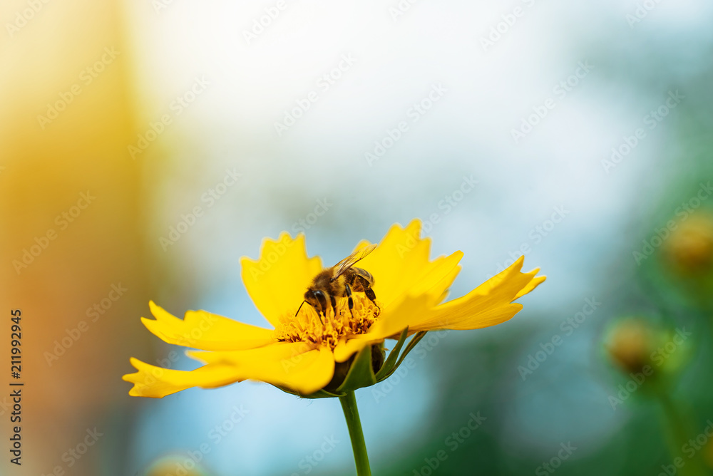 Honey bee collecting pollen on a bright yellow flower. Yellow daisy