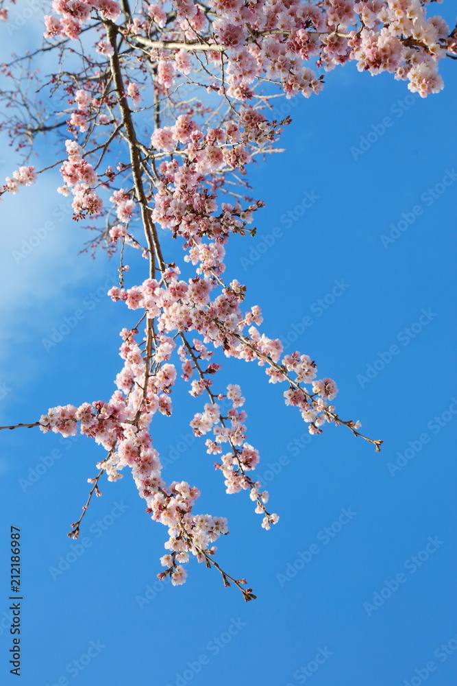 河津桜