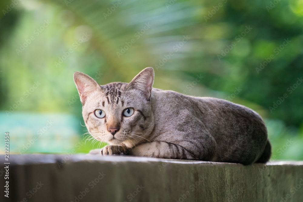 猫在墙上看着摄像机