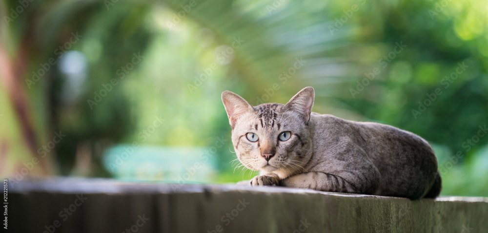 猫在墙上看着摄像机