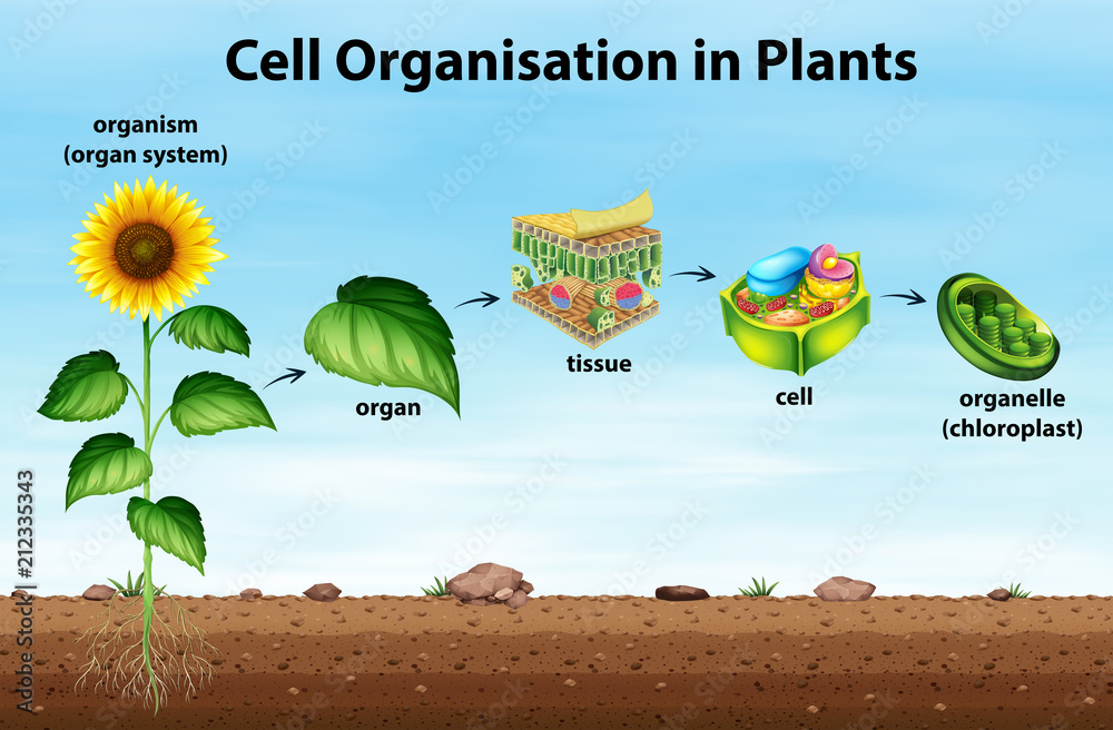 Cell organisation in plants