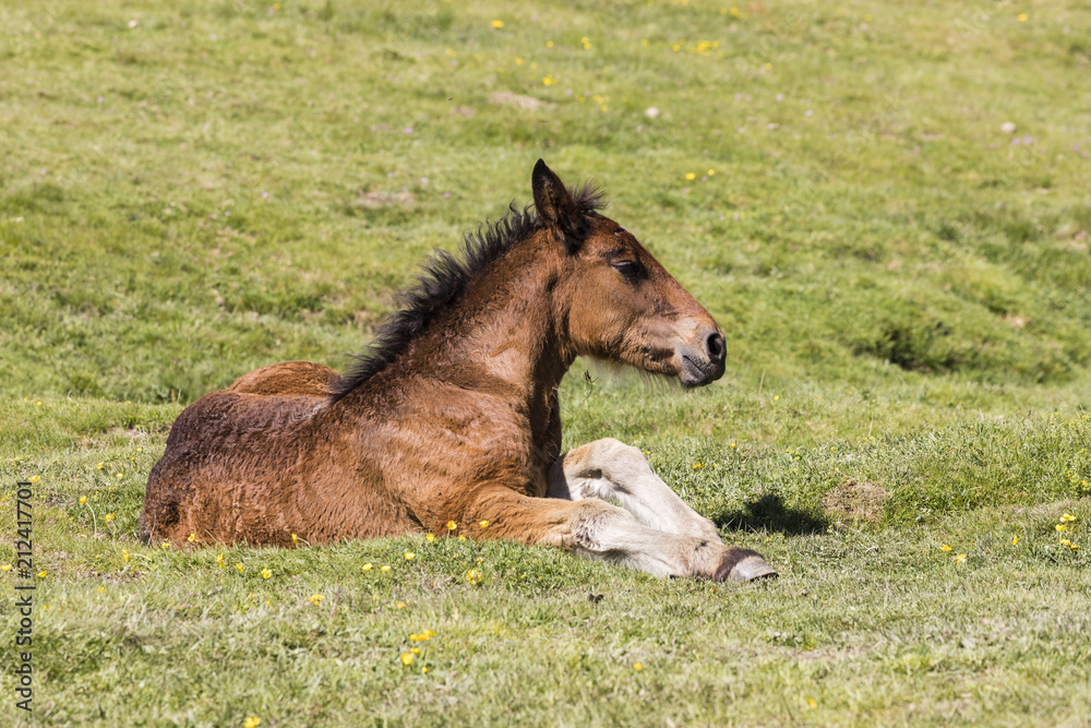 Foal躺在安道尔比利牛斯山的草地上