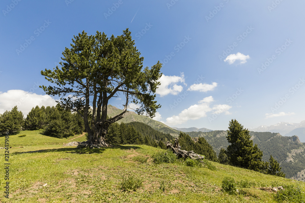 安道尔Pal Arisal地区Coll de la botella的松树景观