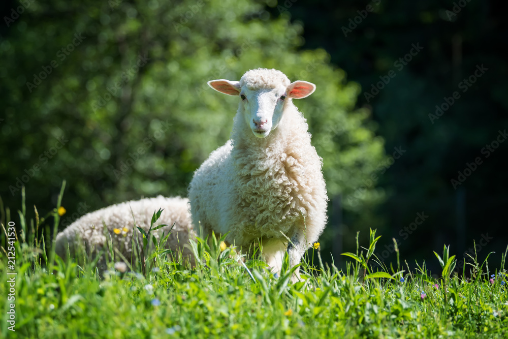 Sheep in a meadow