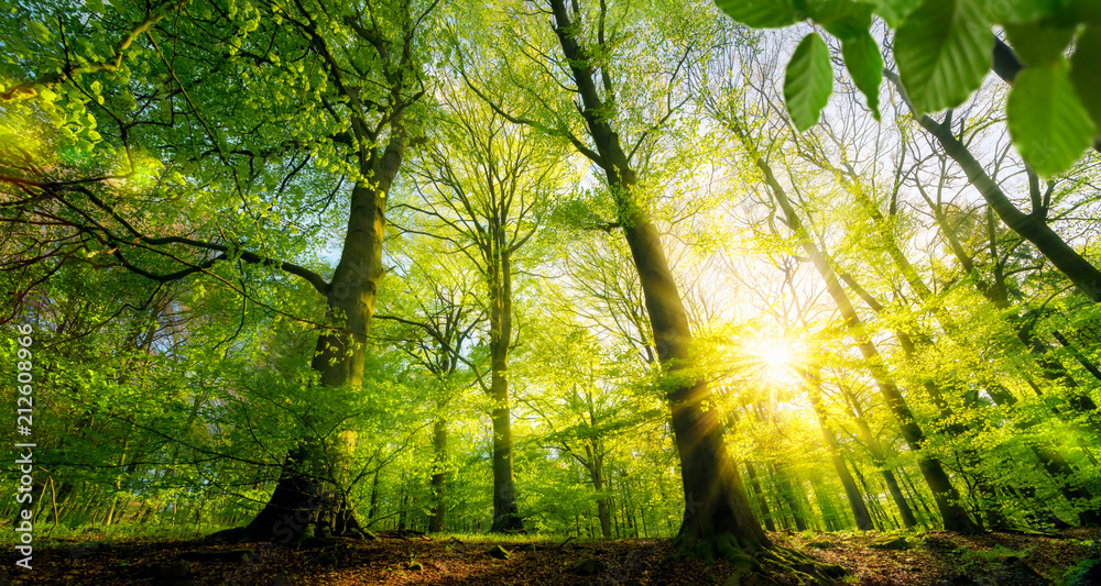 Sonne scheint durch grüne Laubbäume im Wald