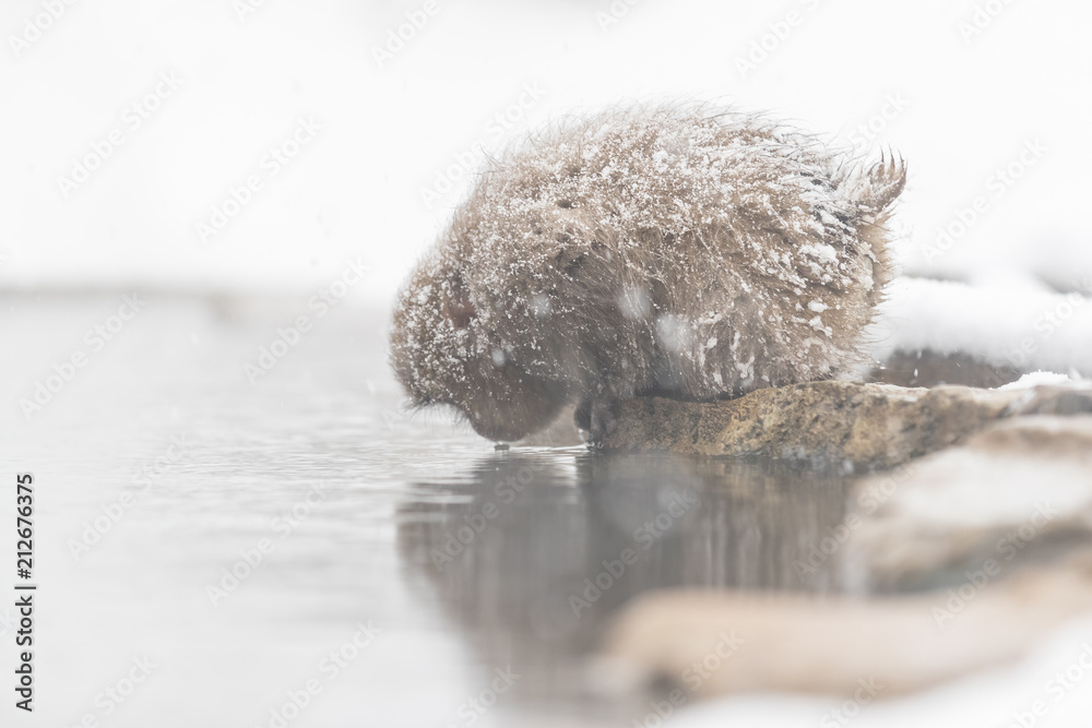 Jigokudani Monkey Park , monkeys bathing in a natural hot spring at Nagano , Japan