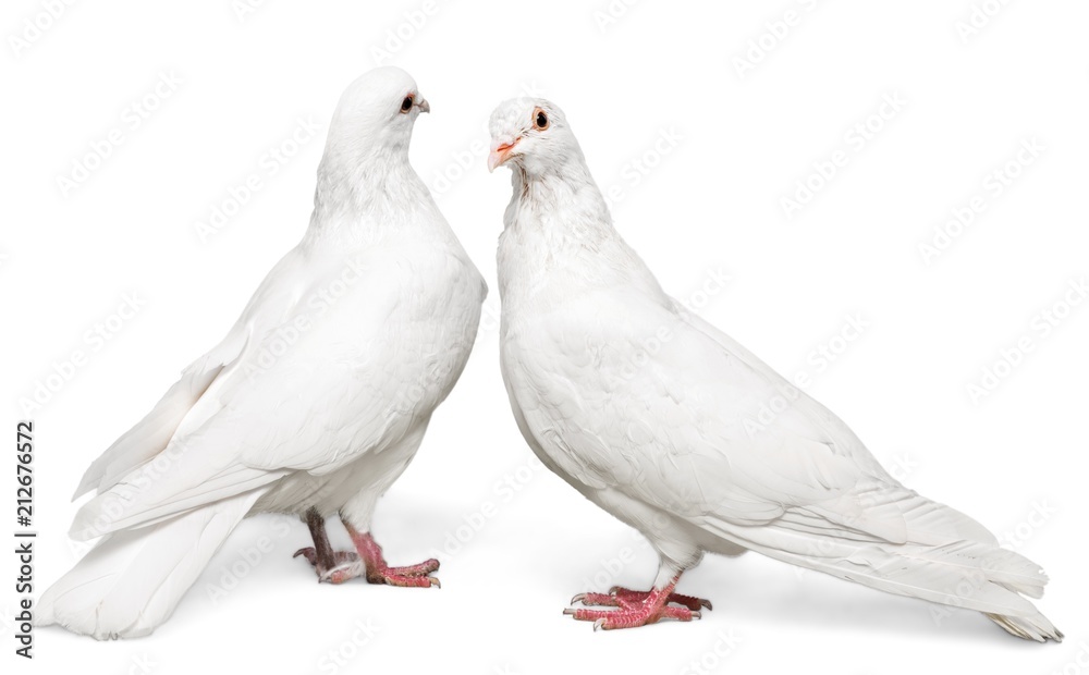 Two White Doves