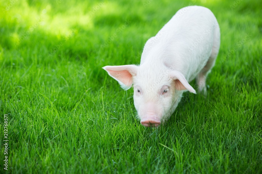 Piglet Walking on the Green Grass