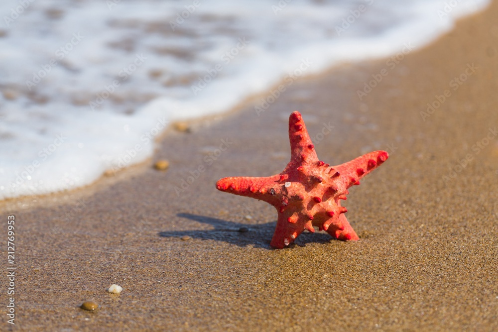 Starfish in the Sand