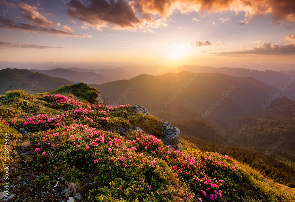 鲜花盛开、日出时的山脉。夏季美丽的自然景观