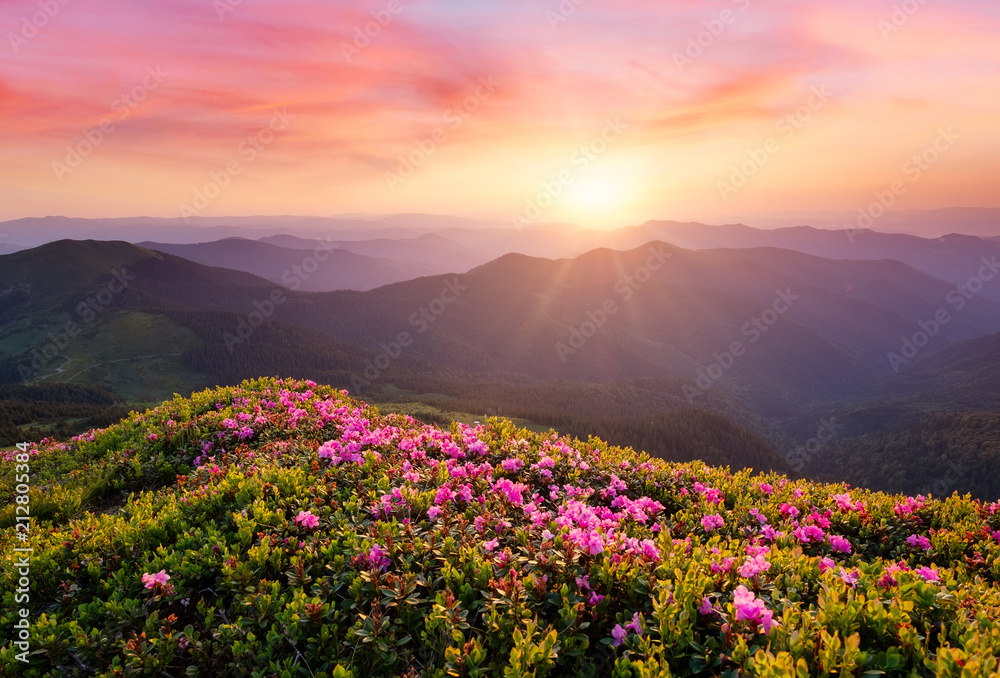 鲜花盛开、日出时的山脉。夏季美丽的自然景观