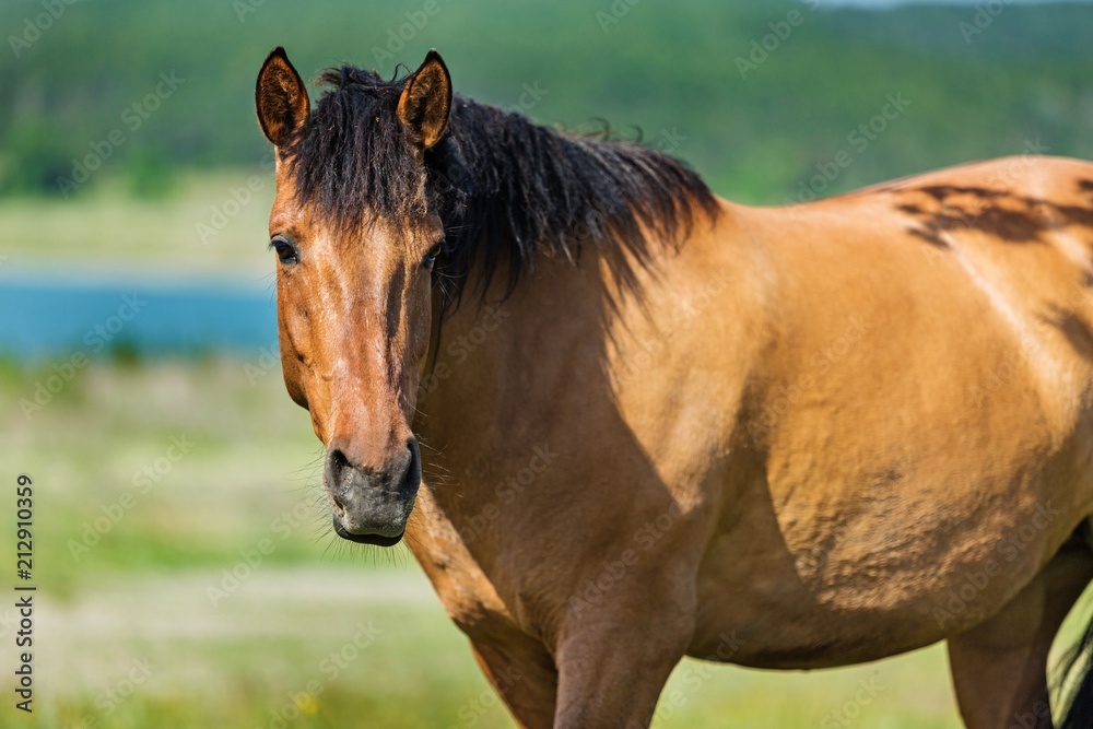 Bay Horse on a Pasture