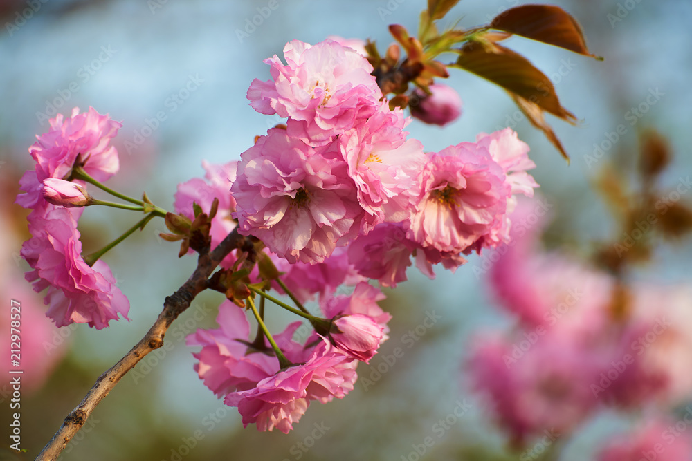 The sakura in blossom in garden.