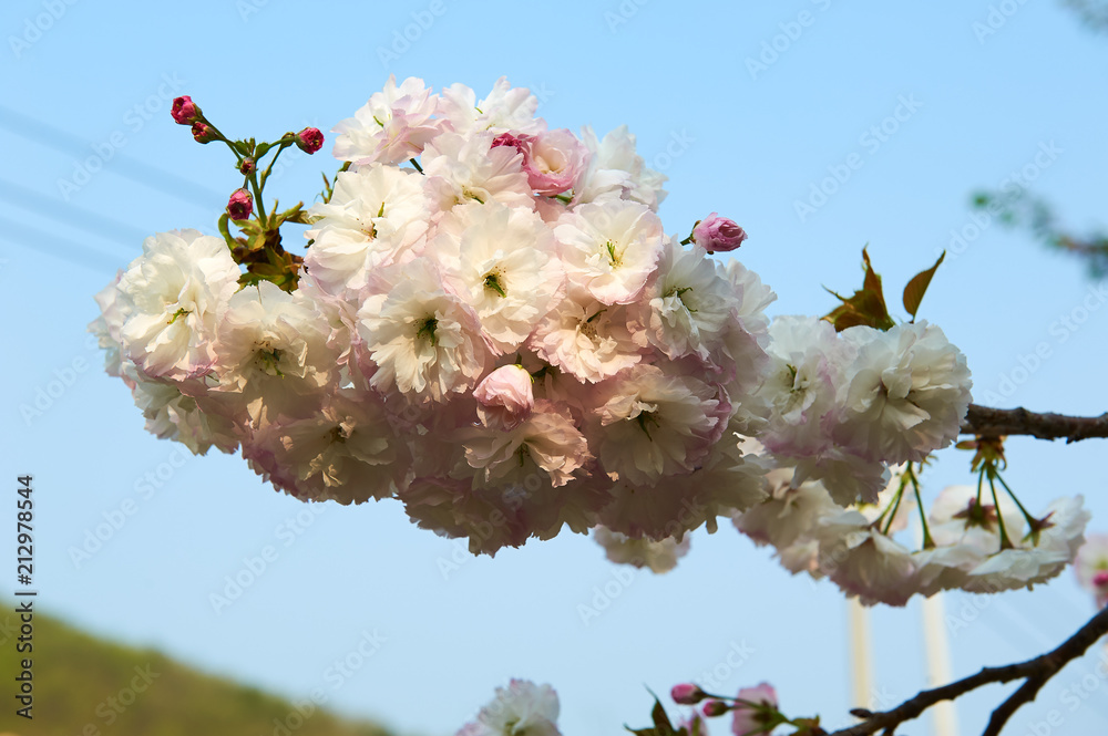 樱花在花园里绽放。