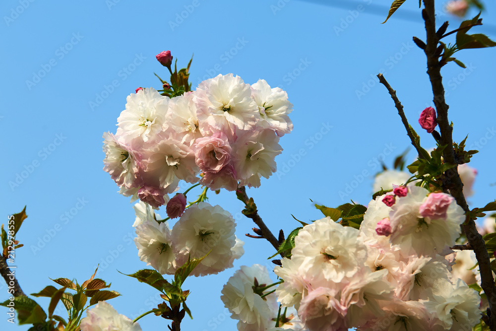 花园里盛开的樱花。