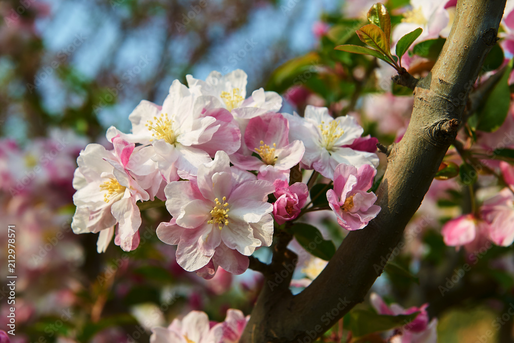 The sakura in blossom in garden.