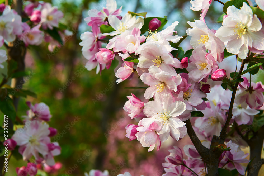 The sakura in blossom in garden.