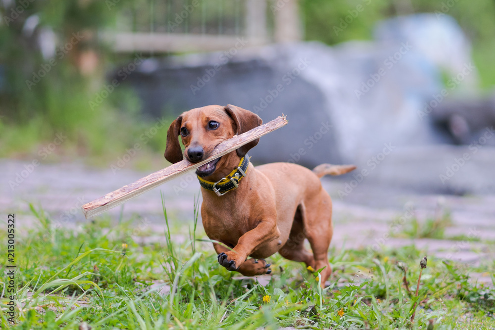 The brown dachshund plays on the grass with a cane in the teeth