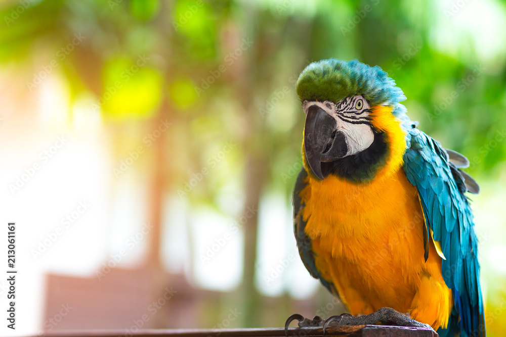 Macore bird, ma core bird Lovely and lovable pet parrot from the Amazon jungle..