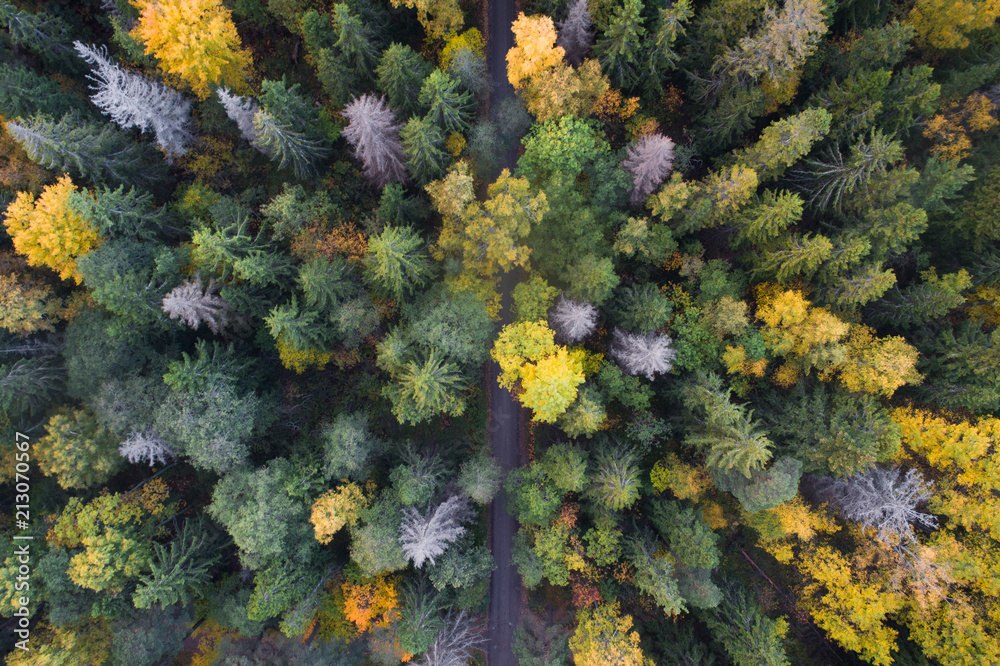 Aerial view of colorful fall foliage of boreal forest in nordic country