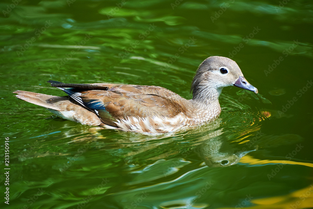 Mandarin duck in lake water.