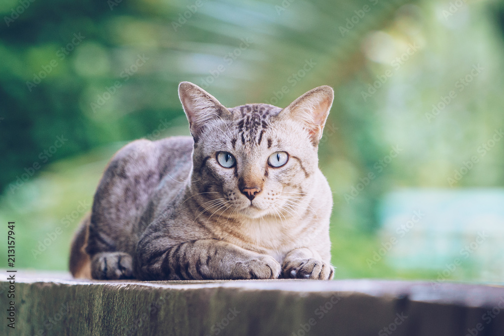 房子墙上的猫看着摄像头