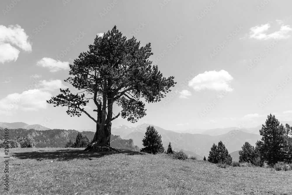 安道尔Pal Arisal地区Coll de la botella上的松树景观