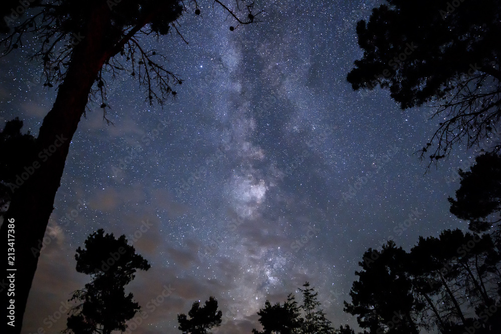 森林上空夜空中的银河