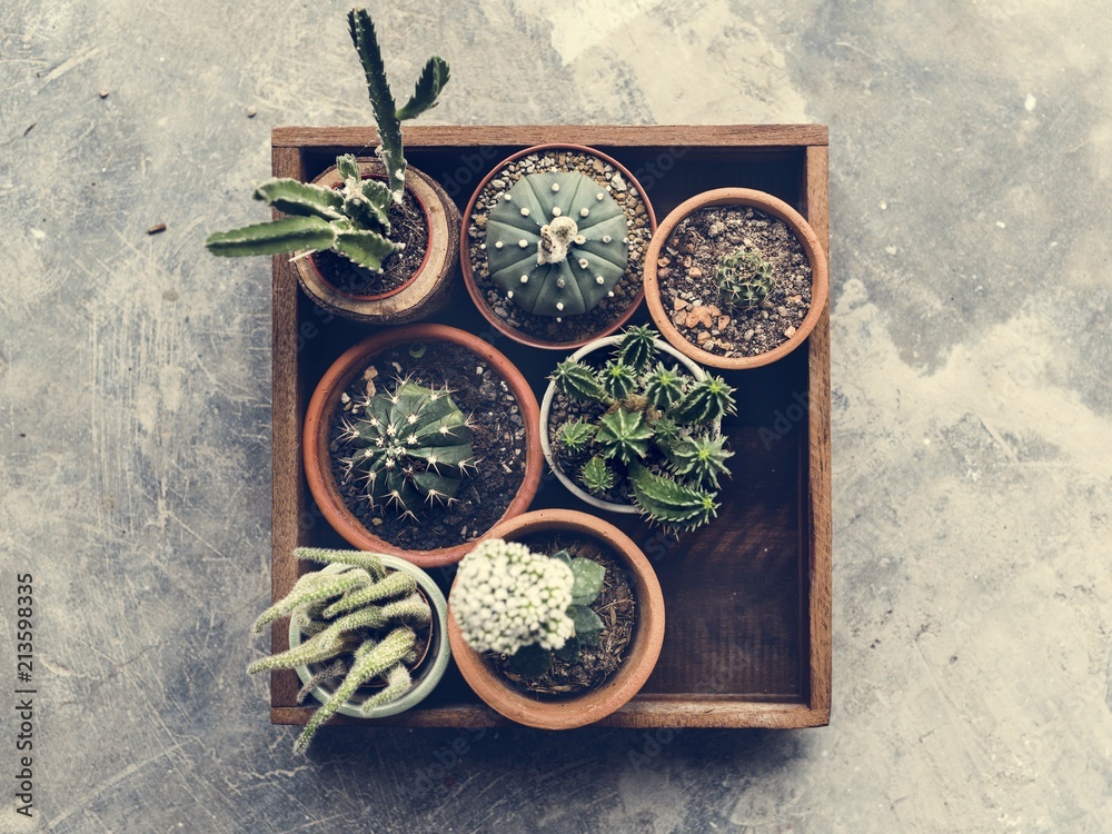 Different kinds of cactus