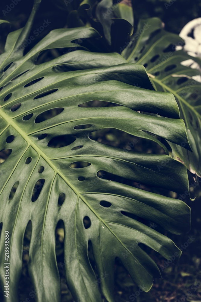 Close up image of leaves