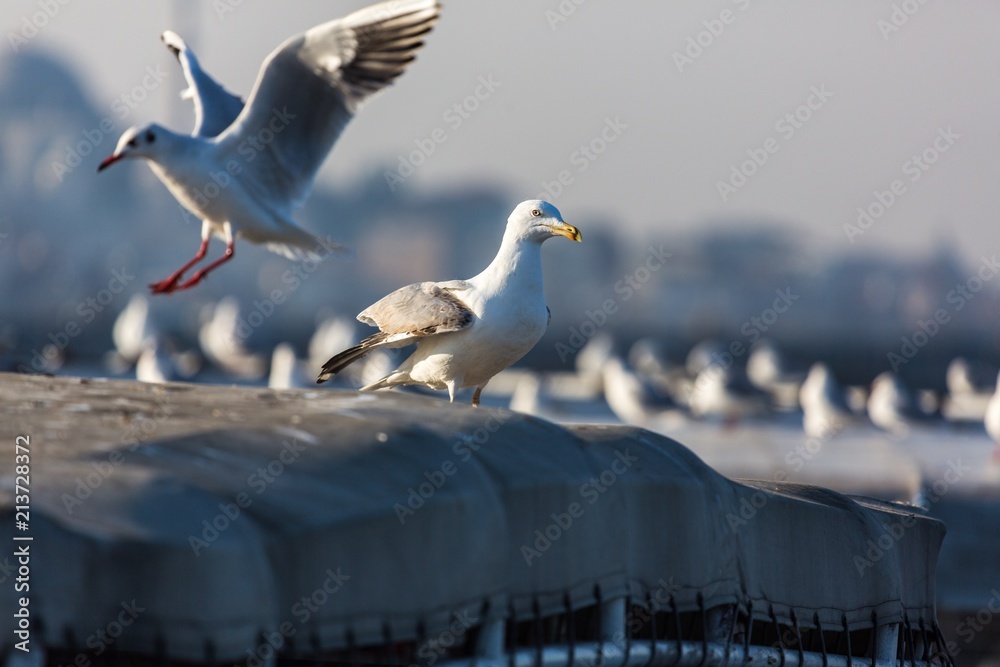 Seagulls on a Roof