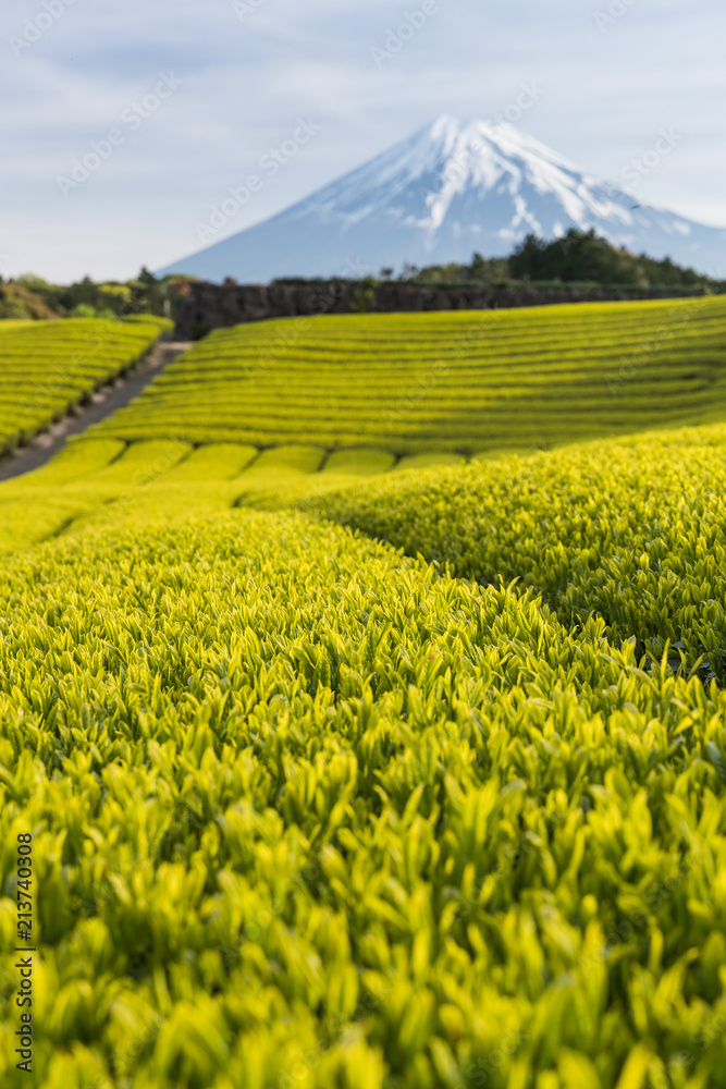 静冈县春天的茶园和富士山