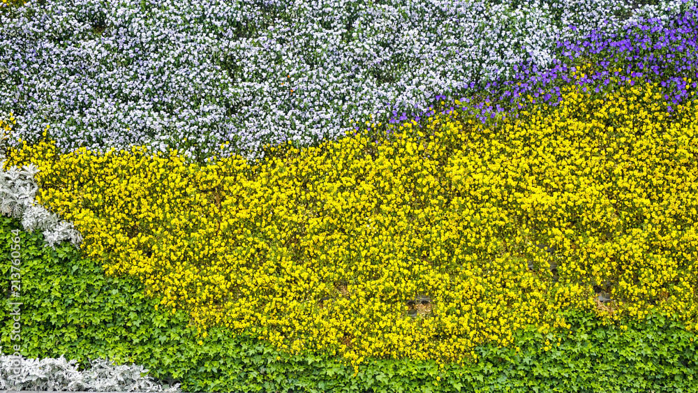 Flower plant wall